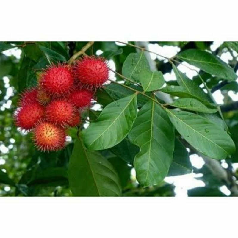 

Daun Rambutan Fresh dan Segar 50 Lembar