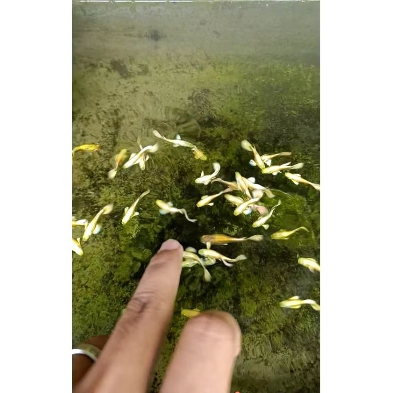 || Obat Ikan || Guppy Lokal Gold Full 🇮🇩