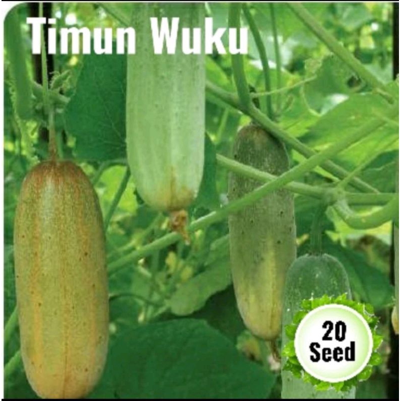 100 benih timun wuku / bibit timun petani madura/ bibit timun hijau