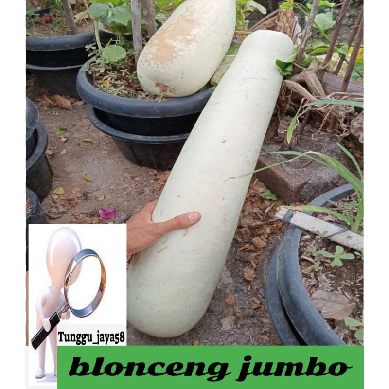 PROMO HARI INI BENIH LABU BLONCENG PUTIH JUMBO sayur besar panjang