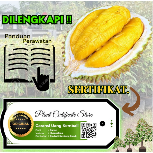 Bibit Durian MusangKing PREMIUM Be-SERTIFIKAT | Unggulan Cepat Berbuah GARANSI