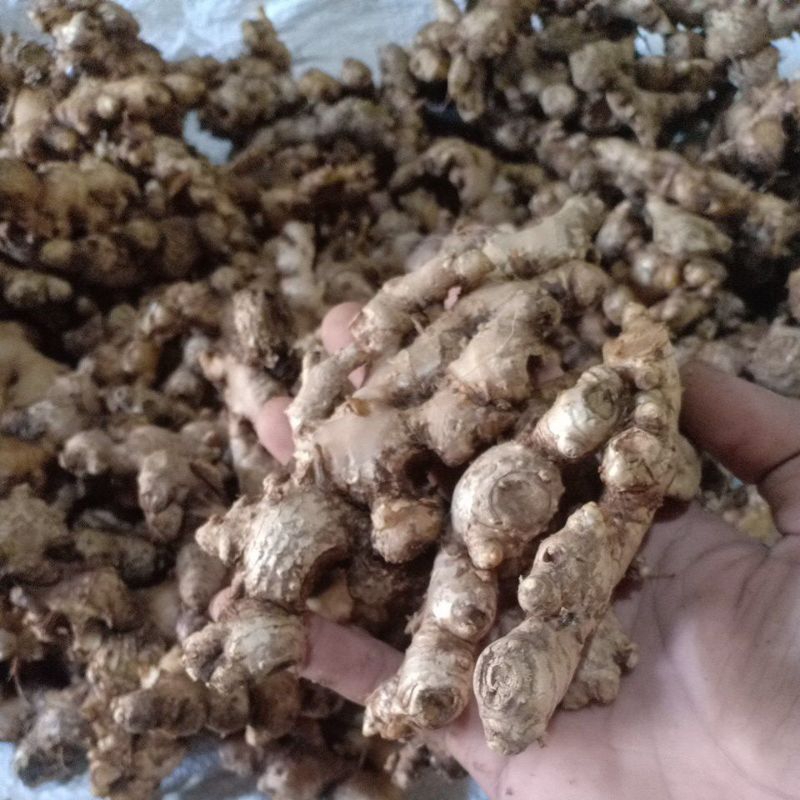 

JAHE EMPRIT pedas 500rg