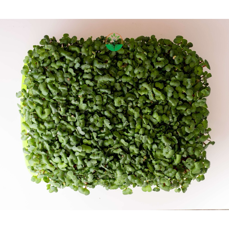 

Microgreen White Radish Akar Wangi