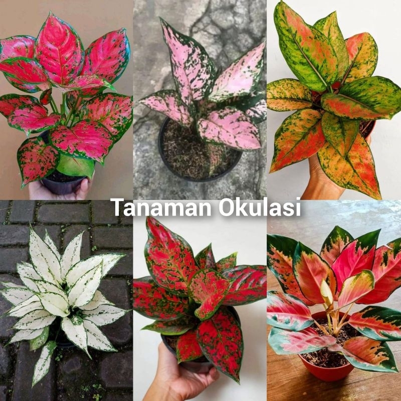 Paket aglonema 6 jenis/akar tunas/bonggol