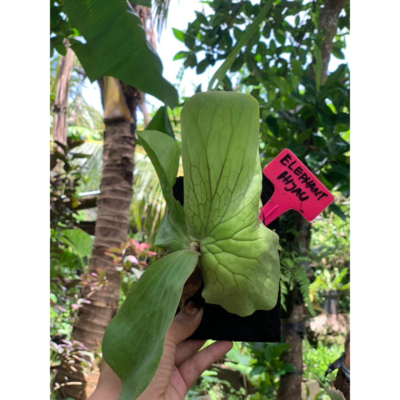 PLATYCERIUM ELEPHANTOTIS HIJAU