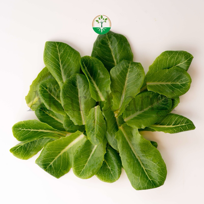 Baby Vegetables Baby Romaine Akar Wangi
