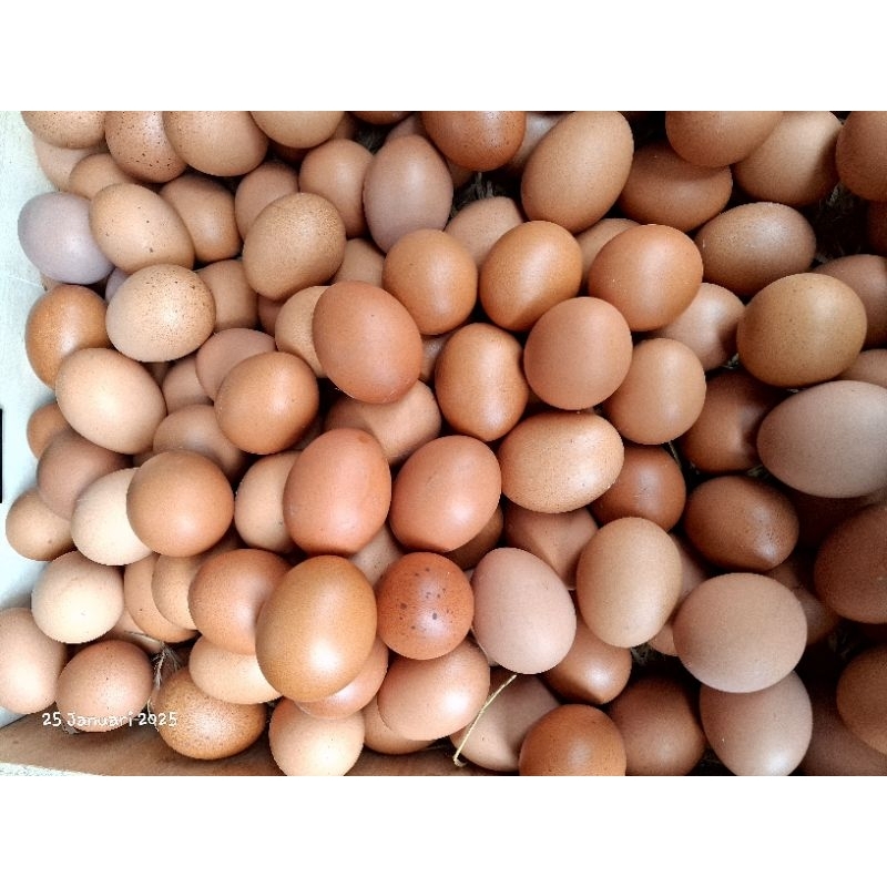 

Telur ayam fresh