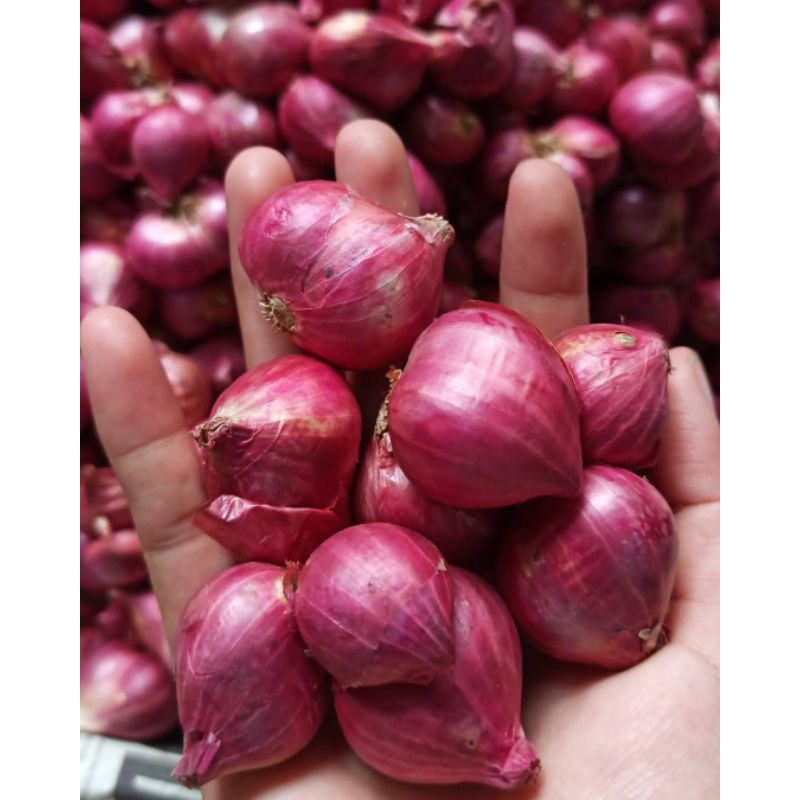 

Bawang Merah 1kg Premium Segar Terlaris
