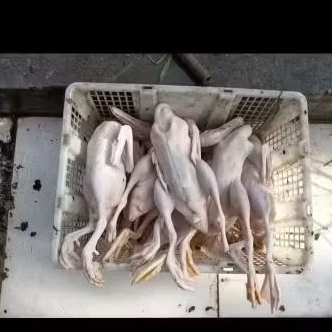 

BEBEK UTUH PER 1 EKOR