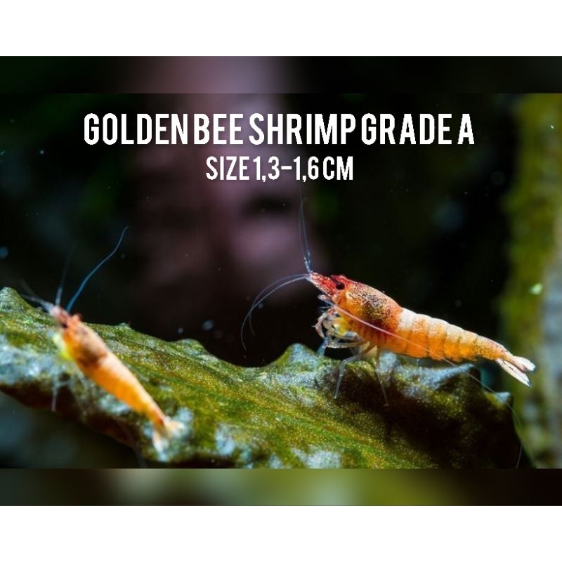 Udang hias golden bee shrimp grade A original - udang hias caradina - udang hias aquascape - udang h