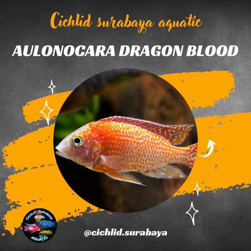 Aulonocara dragon blood cichlid