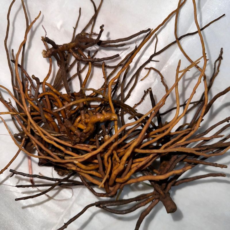 

akar tunjuk langit mengandung vitamin A dan vitamin C