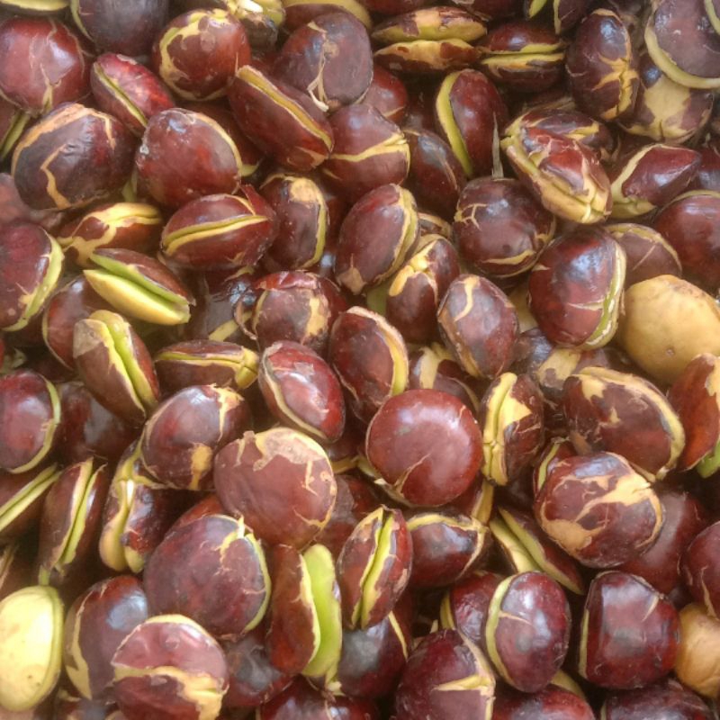 

murah sepi/jengkol tua 1kg