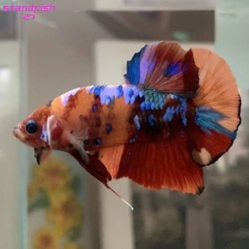 

Stiker cupang jayen giant multycolour nemo