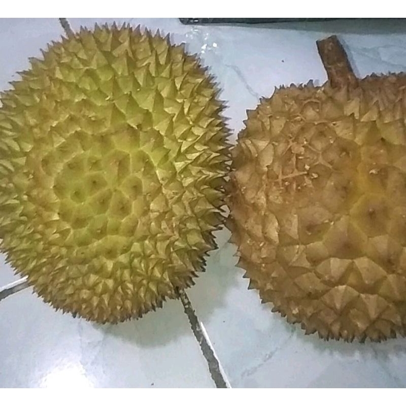 

DURIAN BULAT MANIS