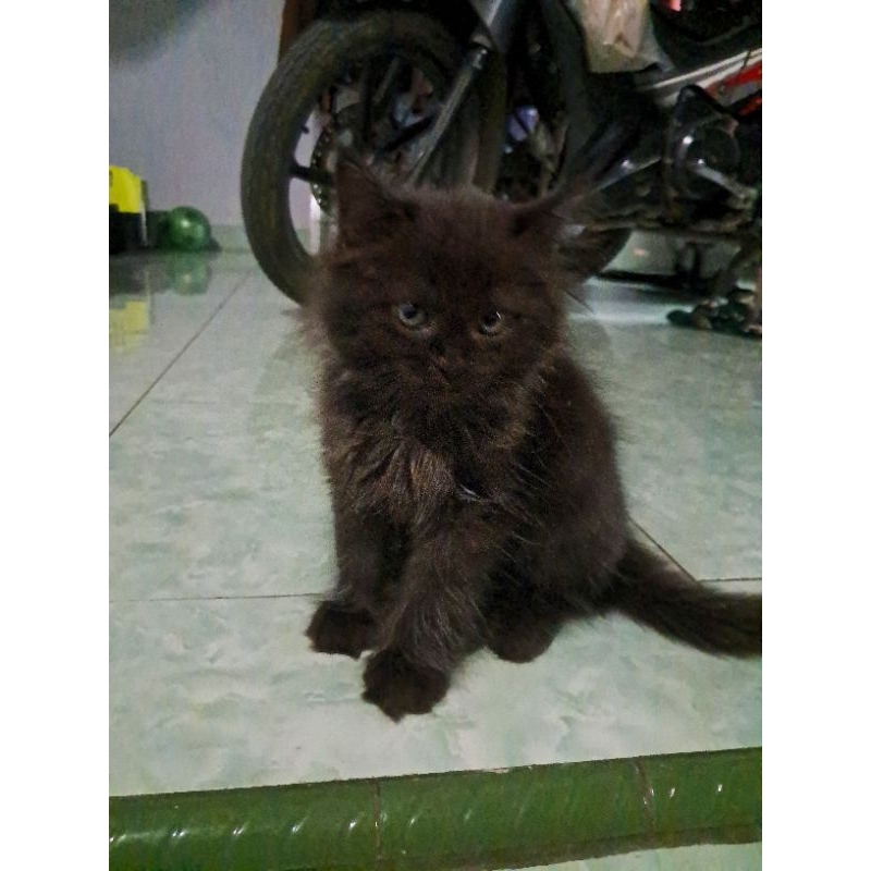 Kucing Persia x Norwegia