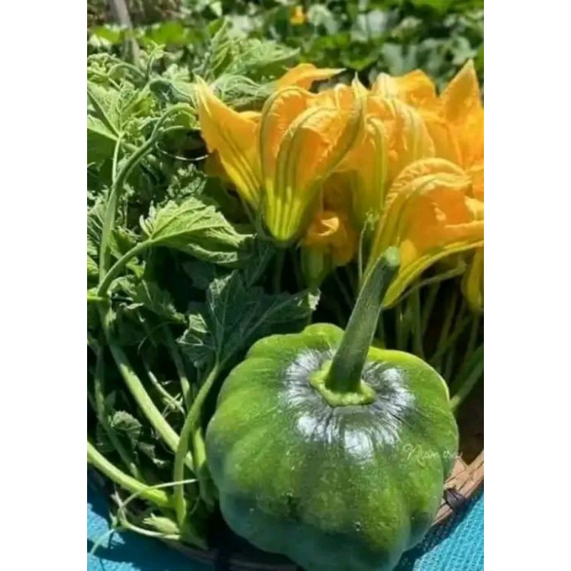 

buah labu muda segar