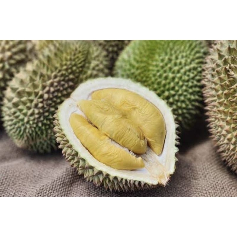 

Durian Lokal Manis Matang pohon