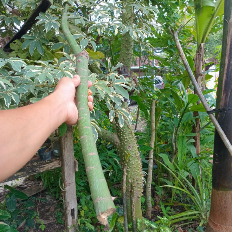 Bahan stek batang randu kapuk variegata 80 cm - 100 cm