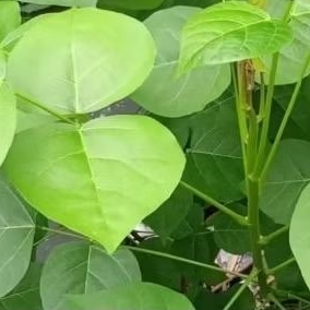 

DAUN DADAP SEREP PETIK PAS ADA ORDER 15 LEMBAR