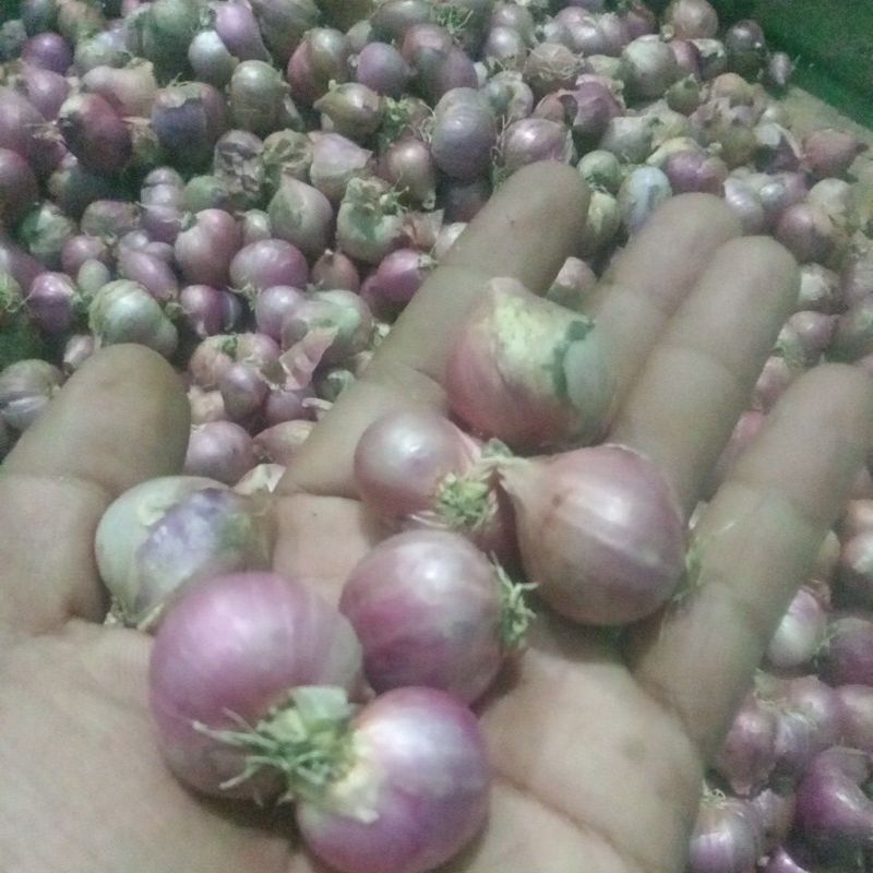 

BawangMerahKering500gr