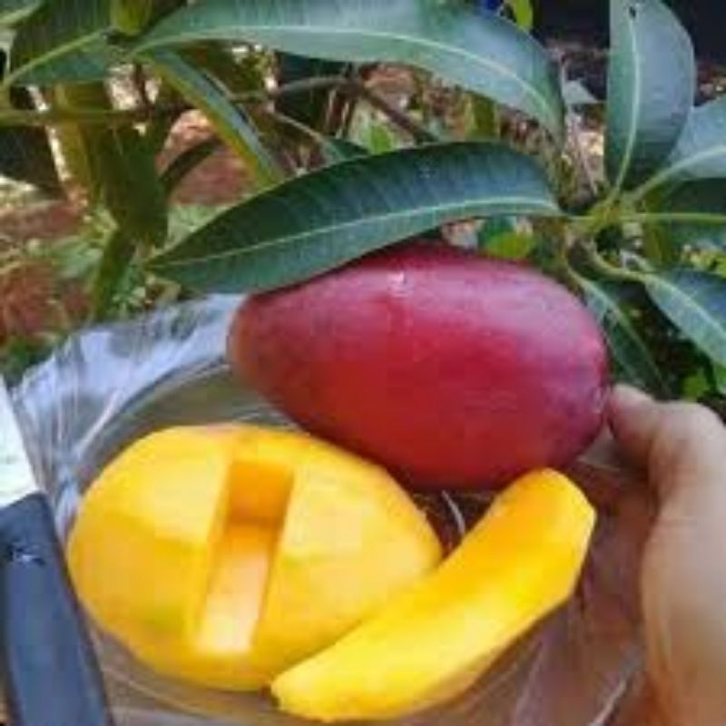 

Bibit Mangga Super Cepat Berbuah – 3 Tanaman 100K + FREE PUPUK + ANGGUR IMPORT + PANDUAN PERAWATAN