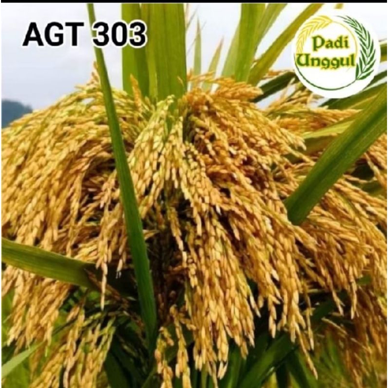 benih padi 303 AGT