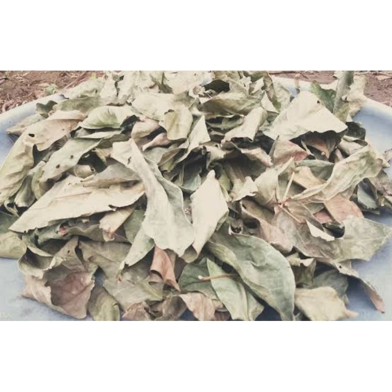 

Daun jambu air asli organik berat 100gr untuk rempah herbal