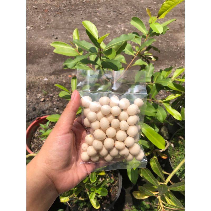 

KACANG SHANGHAI matador mantap