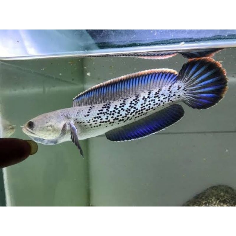 STEWARTI KARBIALONG 3-6CM