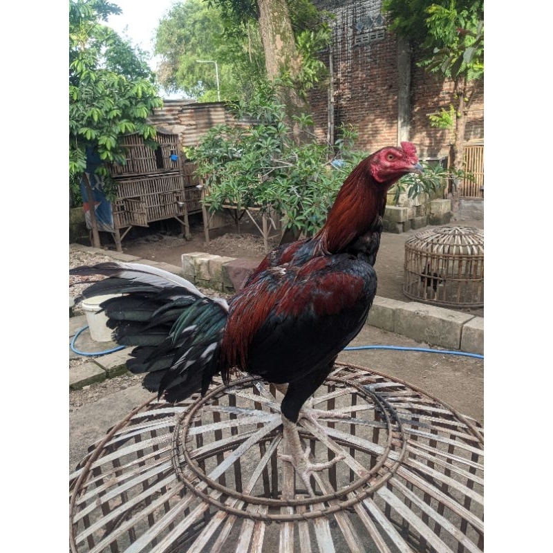 

ayam siap cari gelar harga belum termasuk ongkir (tidak menerima cod)