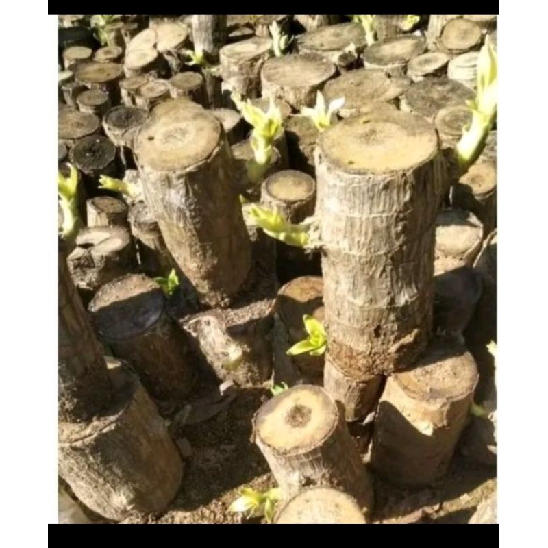 

batang hanjuang per kg beli 2kg + bonus1 kg