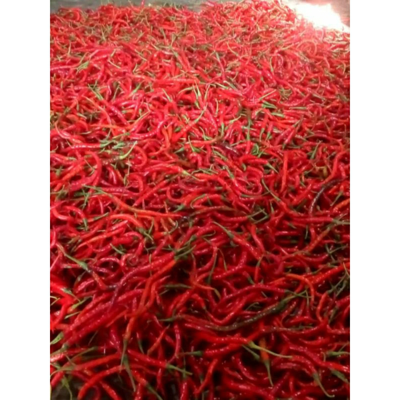 

CABE MERAH KERITING 500g