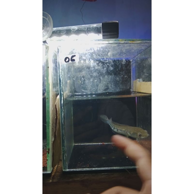 ys bagus flering bar rapi