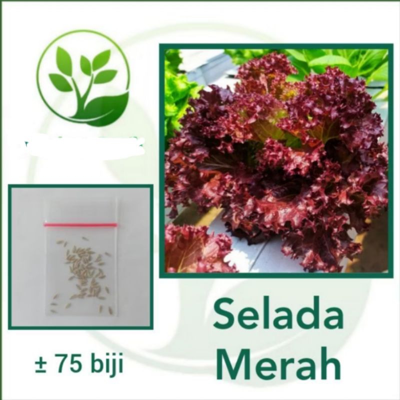 

Benih Selada Merah