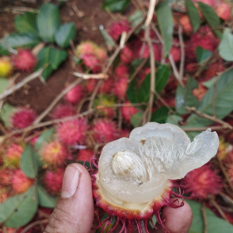 

Rambutan Binjai 1 kg Fresh