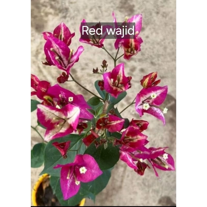 

bougenvile harga 80.000