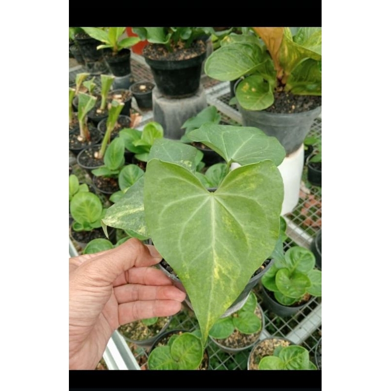 anthurium pteroductyl x clarinervium varigata ( bonggol)