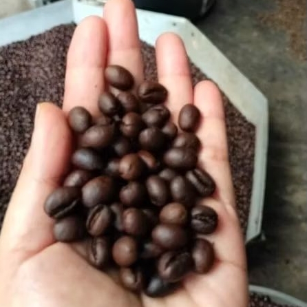 

Roastery Bean / Kopi Sangrai Robusta 250 Gram - 1 Kg Natural Gunung Ijen ~ S'Djagat Raya