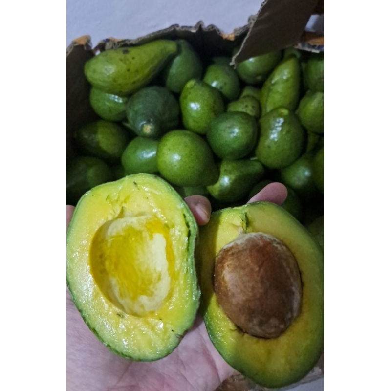 

alpukat mentega boyolali