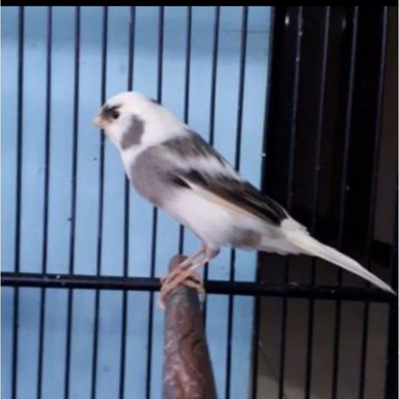 KENARI PANDA JANTAN LOPER PAUD USIA 2 BULAN