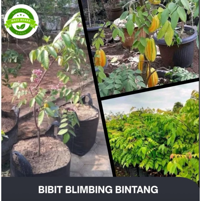 BELIMBING MADU