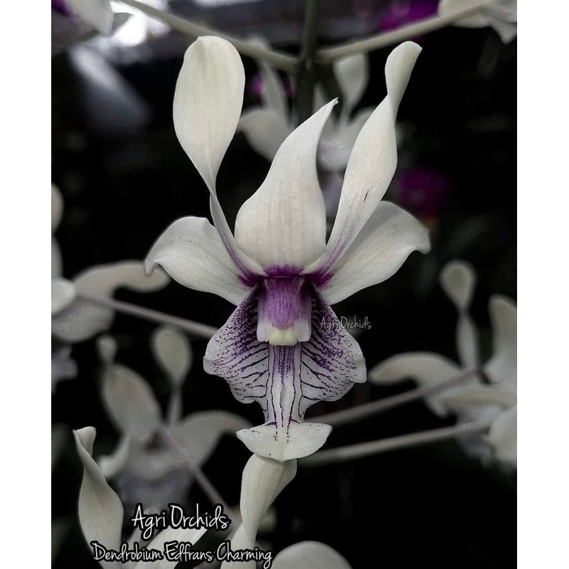 dendro edfrans charming remaja gemuk