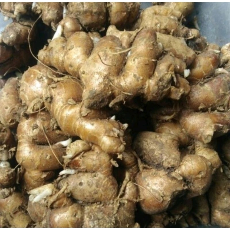 

Kencur Segar Kencur Seblak dan Jamu Herbal Paket 3-10 Kg Grosir Khusus Cargo