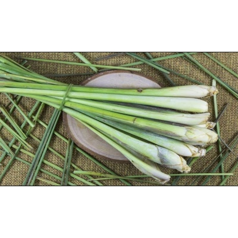 

Daun Serai Dapur Fresh/Daun Sereh Wangi Rempah Segar Tanaman Herbal - LADANG BERTUMBUH