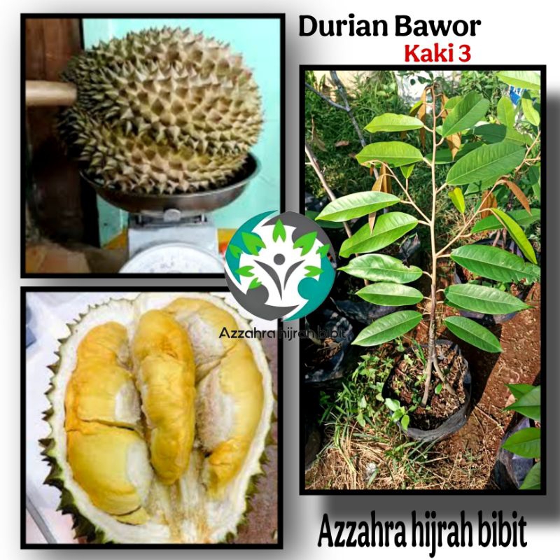 BIBIT DURIAN BAWOR KAKI 3/BIBIT TANAMAN DURIAN BAWOR
