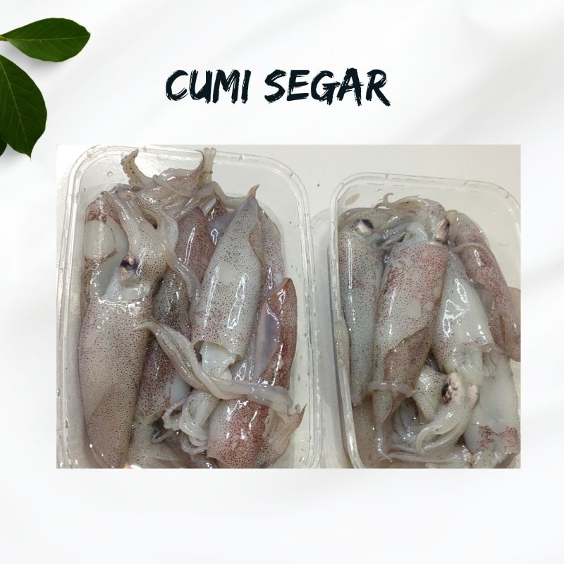

CUMI SEGAR PREMIUM