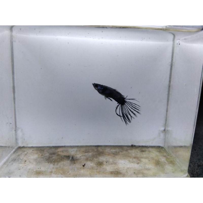 Guppy Black Crowntail/CT