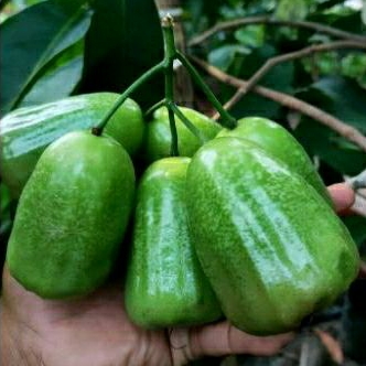 tanaman jambu air khiojok super manis
