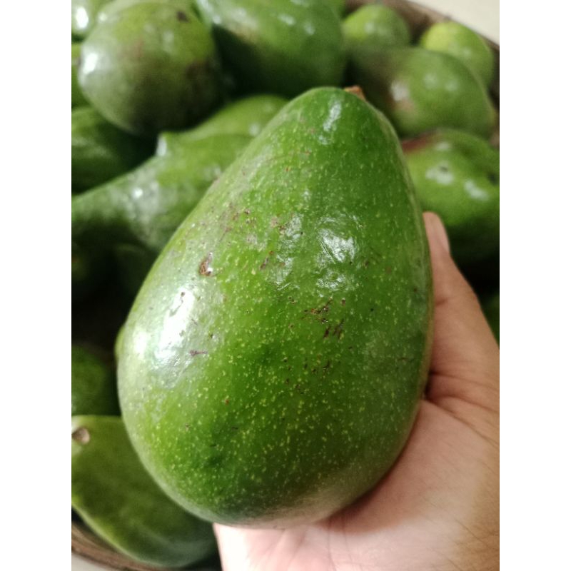 

ALPUKAT MENTEGA 1KG [ ISI 4-5]